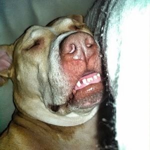 Meet your Posher, Brandy